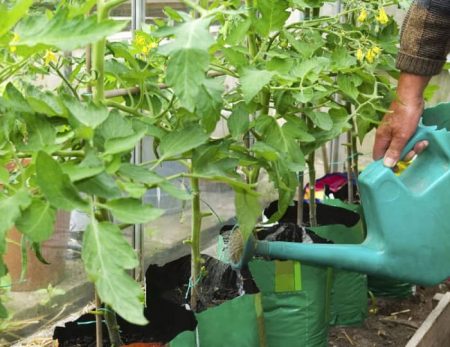 רוטב ניטרוממוס