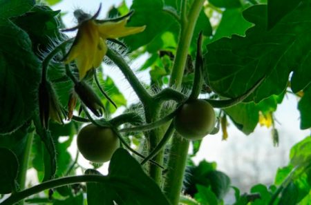 Trečiasis perdirbimo etapas