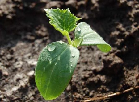 האכלת שתילי מלפפון