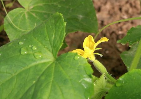 חבישה עליונה במהלך הפריחה