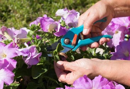 прищипване по време на цъфтежа