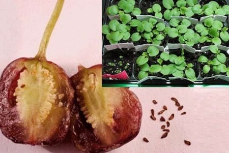 Размножаване на семена на фуксия