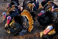 Развъждане на Турция