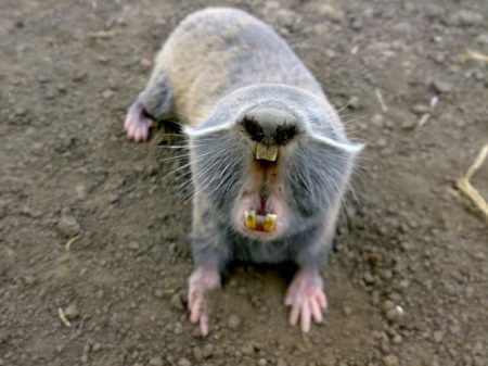 Slepish in the country