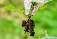 борба с плевелите