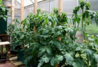 Големи храсти домати в оранжерията