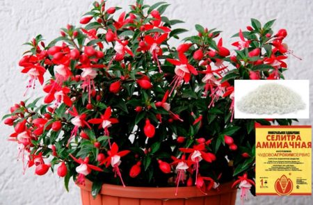 Хранене на фуксия