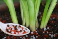 как да храним лука