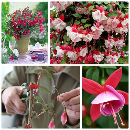 Грижа за фуксия