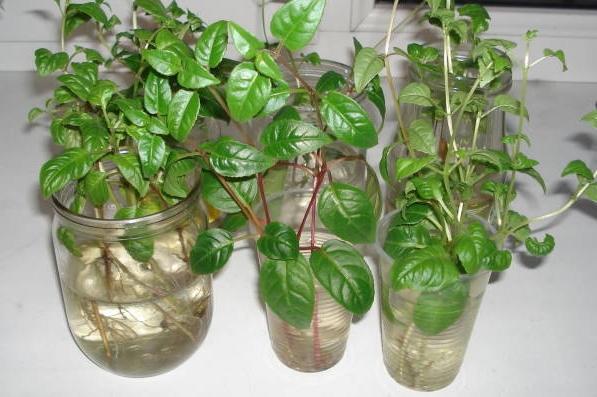 Вкореняване на фуксия