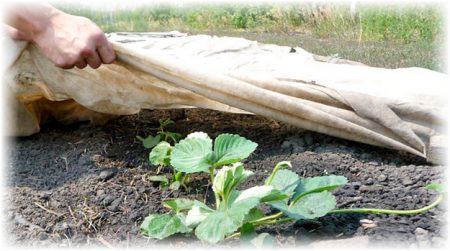 Подслон за зимата