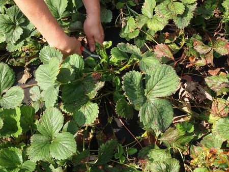 Грижа за есента