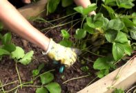 Грижа за ягоди