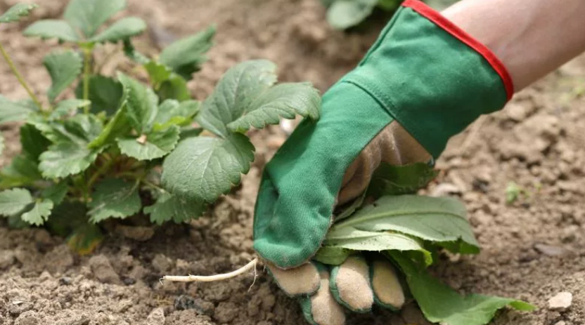 Грижа за септември