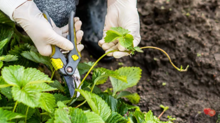 Изрежете антените