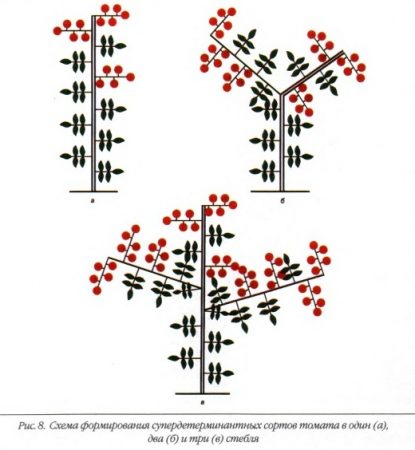 היווצרות 3 גבעולים