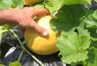 Melon in the garden