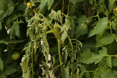 Изсъхващ помодор