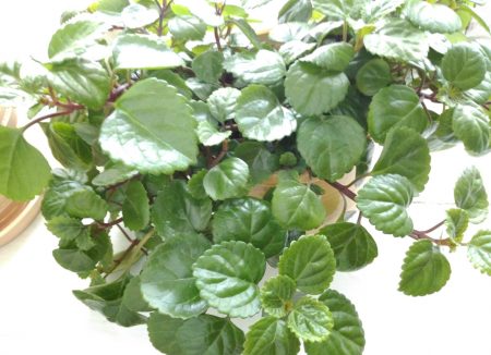 Фуксия почива