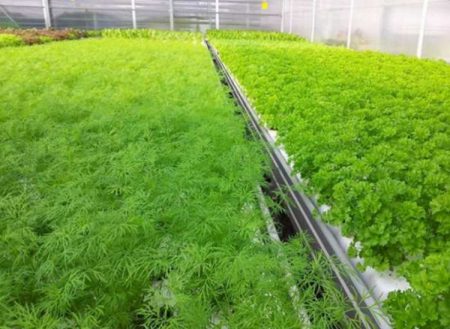 копър в оранжерията