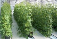 Краставици от трели