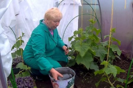 Топинг краставици в оранжерия