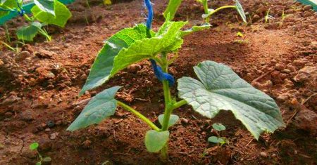 краставица