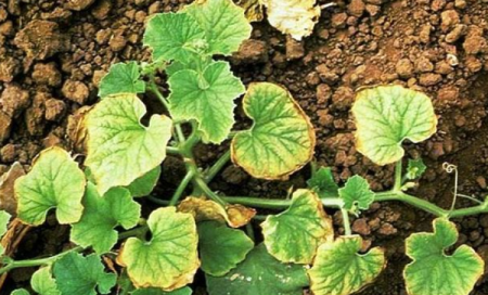 עלים צהובים של מלפפונים