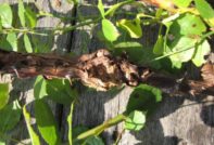 Розови заболявания