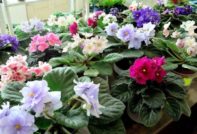 перваза на прозореца виолетово