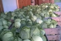 зеле как да го съхраняваме