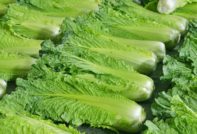 Пекинско зеле