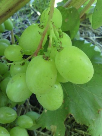 Наталия Ростова грозде