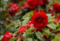 Червена роза