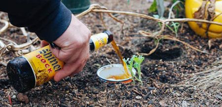 примамка за охлюви