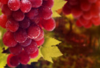 Бурдашко грозде