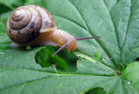 Хранително хранене