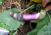 blue stricken with white rot