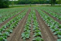 градинско зеле