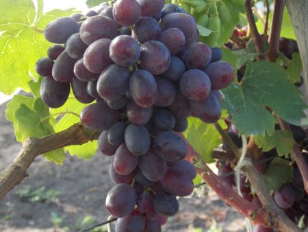 грозде на клон