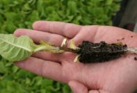 крак от черно зеле