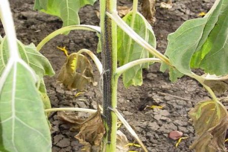 chân đen của dưa chuột