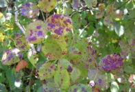 розов храст