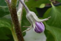 eggplant flower