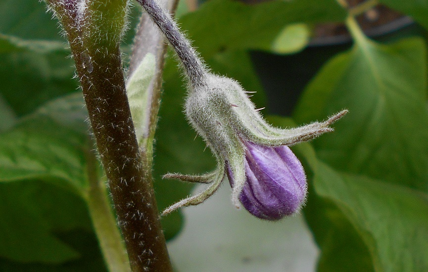 eggplant flower