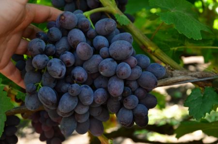 Доменско грозде