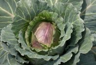 лилави зелеви листа