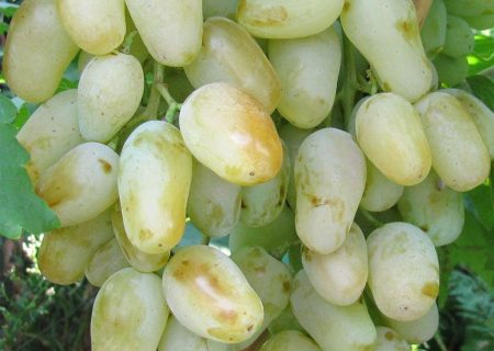 узряло грозде