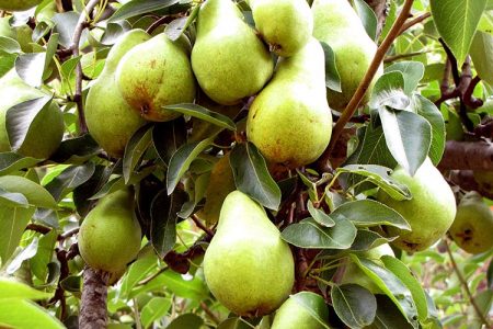 сортове круши