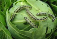 Гусеница на зелето